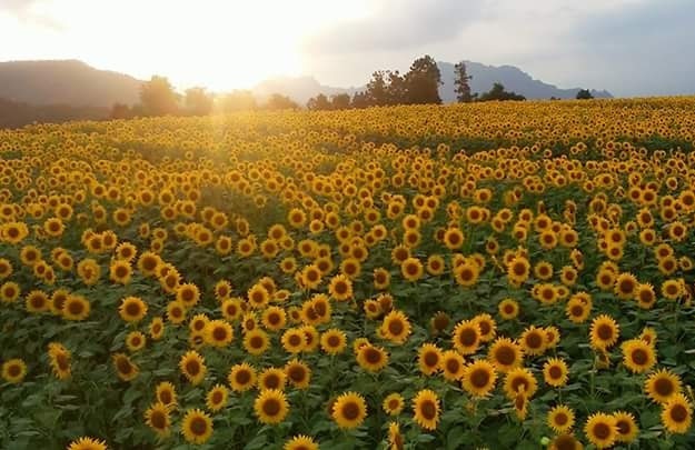 夕日に輝くひまわり