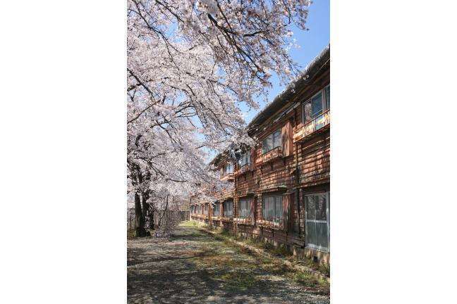 寄宿舎と桜