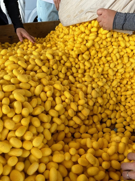富岡市 養蚕農家が丹精込めて育てた蚕繭品種『ぐんま黄金』