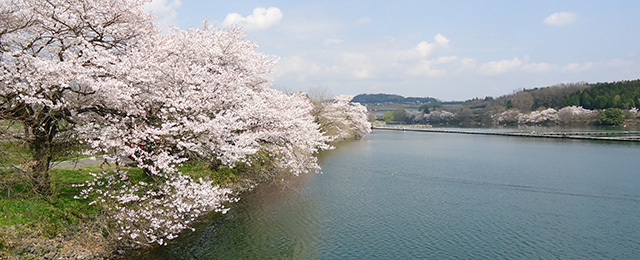 丹生湖（桜）