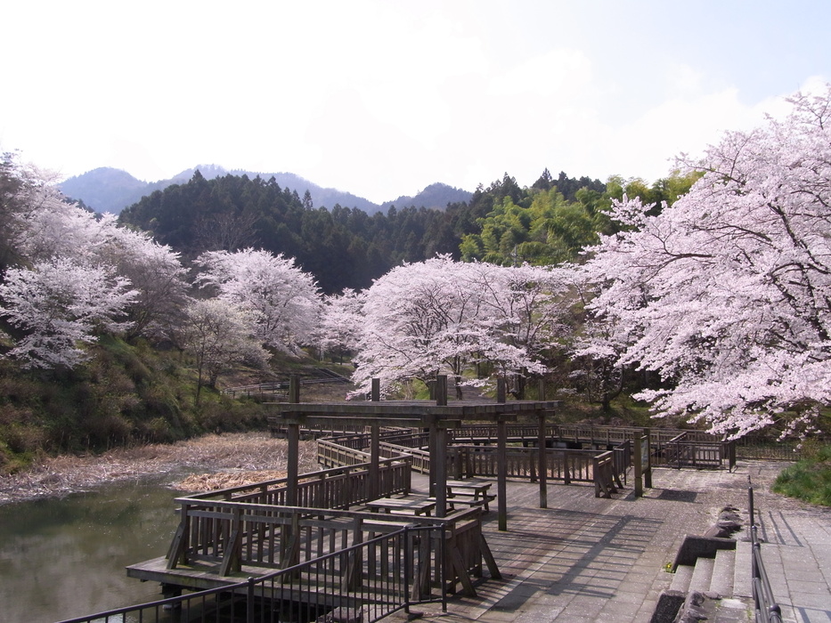 大塩湖の湿生植物園