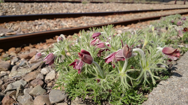 南蛇井駅のおきな草（4月上旬）