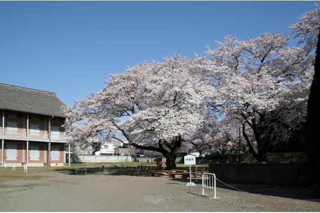 西置繭所北側の満開の桜。