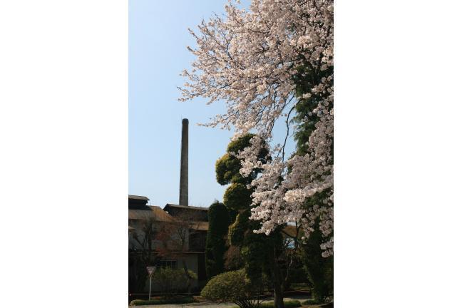 煙突と桜