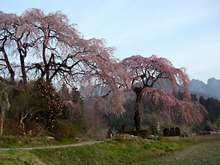 松の木（妙義町菅原地内）